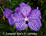 V. Lumpini Red x V. coerulea_4470