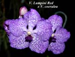 V. Lumpini Red x V. coerulea_5577