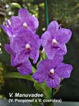 V. Manuvadee (V. Ponpimol x V. coerulea) _4099