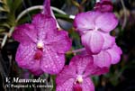 V. Manuvadee (V. Ponpimol x V. coerulea) _5627