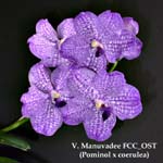 V. Manuvadee FCC_OST (Pominol x coerulea) 1632