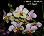 V. Mevr. L. Velthuis x V. Rasri_9899