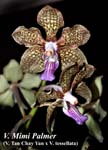 V. Mimi Palmer (V. Tan Chay Yan x V. tessellata)_6096