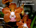 V. Mini Palmer x V. denisoniana_7358
