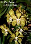 V. Mini Palmer x V. tessellata_6092