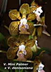 V. Mini Palmer x V. denisonia_6673