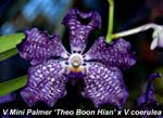 V. Mini Palmer - Theo Boon Hian x V. coerulea_1479