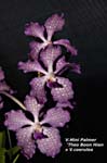 V. Mini Palmer - Theo Boon Hian x V. coerulea_8708