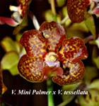 V. Mini Palmer x V. tessellata_6694