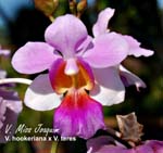 V. Miss Joaquim_1041