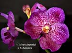 V. Motes Imperial x V. Katamea_6356