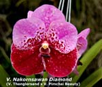 V. Nakornsawan Diamond _6806