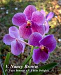V. Nancy Brown (V. Faye Bennett x V. Fuchs Delight)_6589