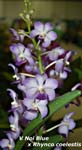 V. Noi Blue x Rhyncostylis coelestis_4297