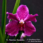 V. Noriko Sumida 2739