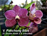 V. Pakchong Blue (V. Doctor Anek x V. coerulea)_5632