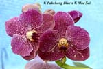 V. Pakchong Blue x V. Mae Sai_6511