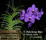 V. Pakchoung Blue_8116