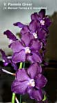 V. Pamela Greer (V. Manuel Torres x V. tessellata)_3502