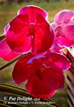 V. Pat Delight (V. Kasems Delight x V. Fuchs Delight)_5741