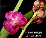 V. Pats Delight x V. Dr. Anek_2494