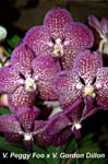 V. Peggy Foo x V. Gordon Dillon_4407