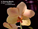 V. Penang Manila (V. Mevr. L. Velthuis x V. Kultana Gold)_5516