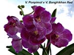V. Ponpimol x V. Banghikhan R_1343
