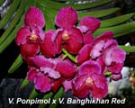 V. Ponpimol x V. Banghikhan Red_2021