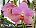 V. Pure Delight (V. Mevr. L. Velthuis x V. Doctor Anek)_0986