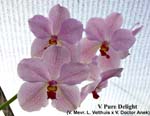 V. Pure Delight_8468