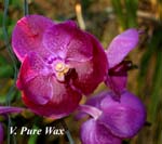 V. Pure Wax_5736