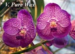 V. Pure Wax_7240