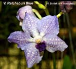 V. Ratchaburi Blue (V. Sirilak x V. coerulea)_6623