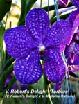V. Roberts Delight _4195