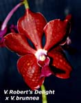 V. Roberts Delight x V brunnea_8716