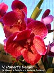 V. Roberts Delight (V. Kasems Delight x V. Madame Rattana)_0248