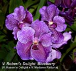 V. Roberts Delight (V. Kasems Delight x V. Madame Rattana)_2367