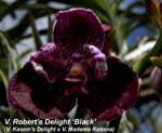 V. Roberts Delight Black_3011