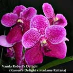 V. Roberts Delight Red (Kassens Delight x Madame Rattana) 1643