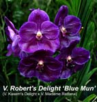 V. Roberts Delight _1369