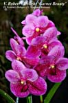 V. Roberts Delight _Garnet Beauty_5199