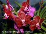 V. Roberts Delight x V brunnea_5858