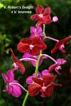 V. Roberts Delight x V brunnea_6746