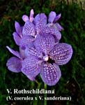 V. Rothschildiana (V. coerulea x V. sanderiana)_4461