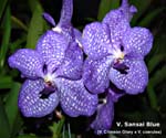 V. Sansai Blue_8113