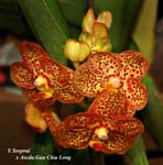 V. Seeprai x Ascda Gau Chia Long_5179