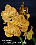 V. Seeprai x Ascda Guo Chia Long_8722