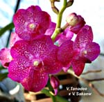 V. Tanadee x V Sakaew_8286