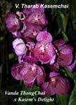 V. Tharab Kasemchai  (V. ThongChai x Kasems Delight)_9651
